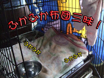 凄いじゃん！