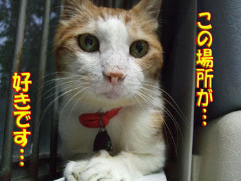 お気に入り？(*^-^)ﾆｺ