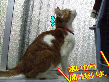どうするの？