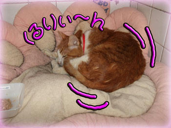 (ﾉ´▽｀)ﾉｵｵｵｵｯ♪