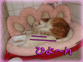 ＼(*T▽T*)／ﾜｰｲ♪