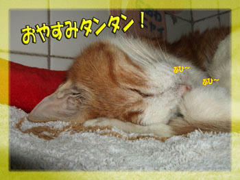 オヤスミ (*~¬~*)/。・:*:・゚★,。