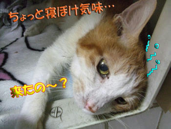どどうかな？