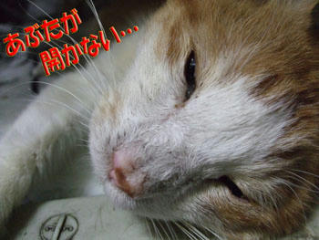 眠そうだ!