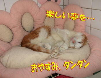 (*´∇｀*)