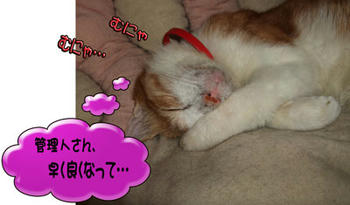 お(=^o^=) や(=^O^=) す(=^｡^=) みぃ(=^-^)/~~ ﾆｬ- ♪
