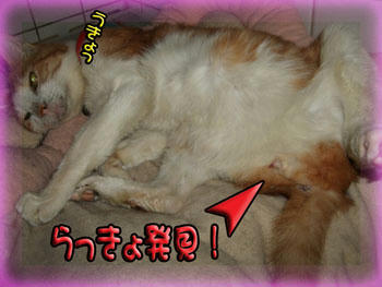 ((=￣□￣=;))ﾅ､ﾅﾝﾄ!!