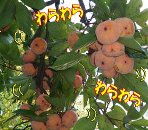 ヾ(〃^∇^)ﾉわぁい♪