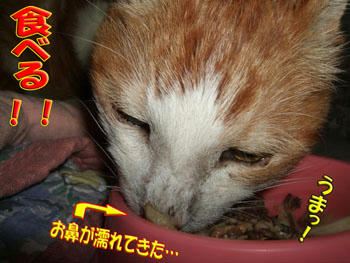 σ(~~~、)ムシャ ムシャ