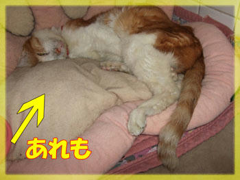 (。-ω-)zzz. . .