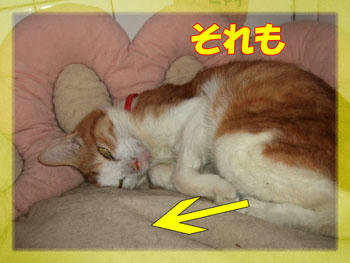 ( ̄、 ̄@)zzz・・