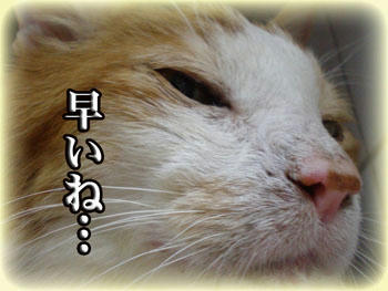 １年が早い…