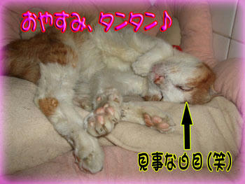 川*'-'*川ﾉ~☆･*｡.:*･ﾟ☆ｵﾔｽﾐ♪