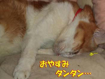 おやすみ