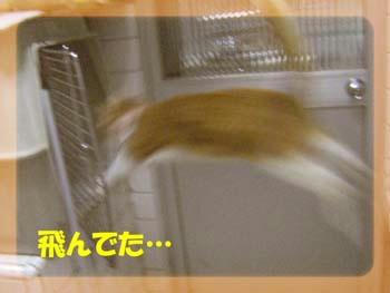 ジャンプしてたね…