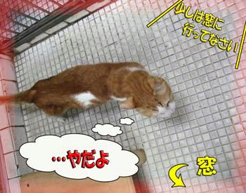 ちょっと待って、タンタン！