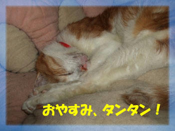 いい夢を!