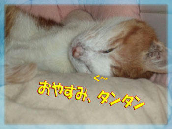 いい夢見てね！
