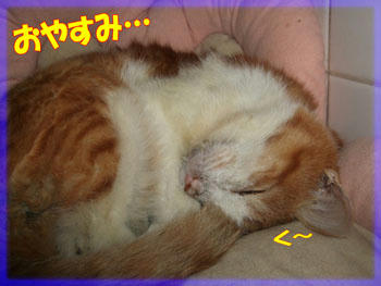 ヽ(=´▽`=)ﾉ