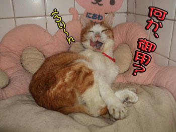 ネコ様全開！