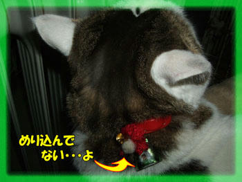 埋もれそう…　(￣Д￣；；