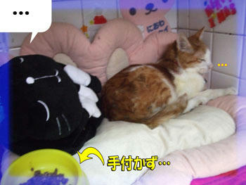 食べないの？