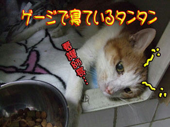 来たよ。