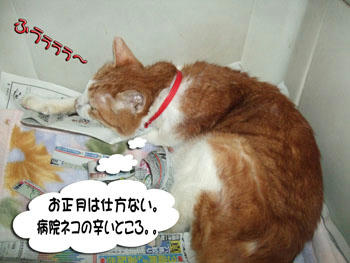 いつもの事だ…