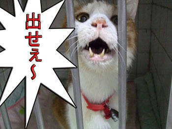 (@Д@; アセアセ・・・