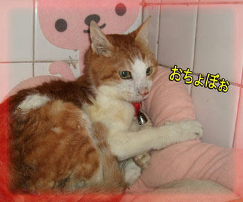 落ち着かない。。。