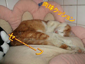セーフ。　(;^_^A