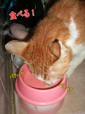 ほぼ完食！