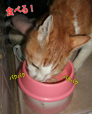 いい食いっぷりだー!