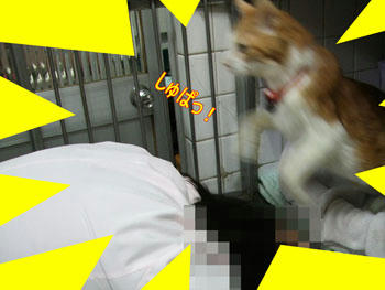 ジャーンプ！　ヾ(=^▽^=)ノ