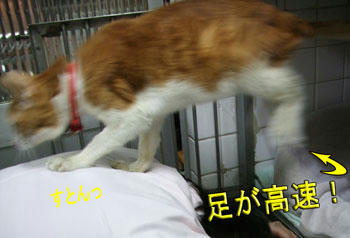 ぉお!!(ﾟﾛﾟ屮)屮