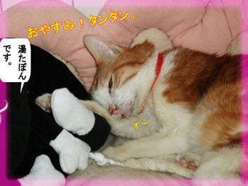 お(=^o^=) や(=^O^=) す(=^｡^=) みぃ(=^-^)/~~ ﾆｬ- ♪