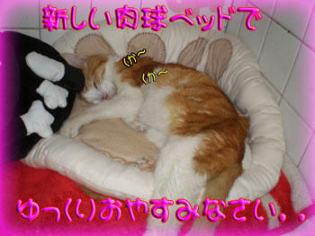 ｵﾔｽﾐ (*~￢~*)/｡･:*:･ﾟ★,｡･:*:･ﾟ☆