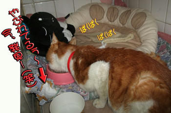 そろそろ気が付くかも…