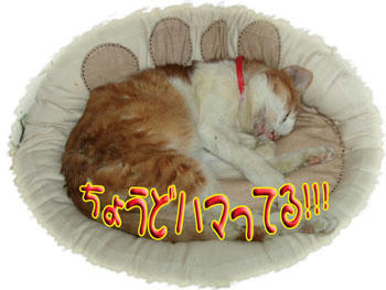 ＼(*T▽T*)／ﾜｰｲ♪