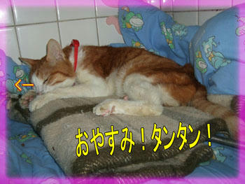 おやすみ！