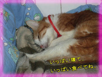 うとうと。