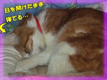 おやすみ！