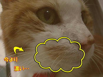 6月ごろ…