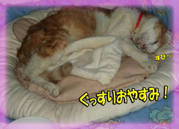 ~(=^‥^)ノ☆ おやすみニャ。
