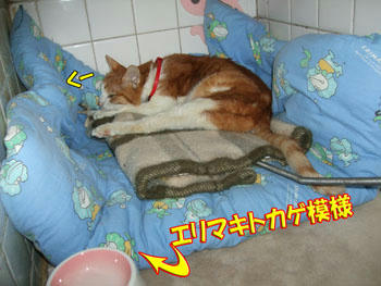 いつの布団？