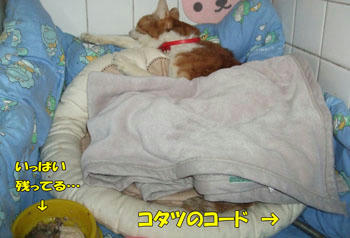 暖かい?