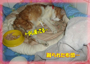 ひっぺがし！