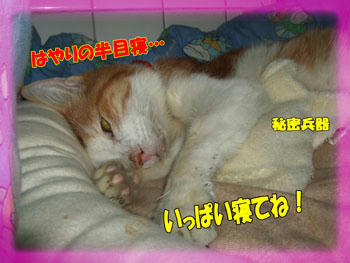 ぼちぼち