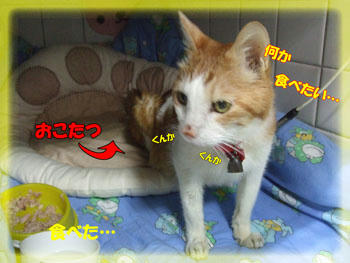 ものぐさおねだり。。。