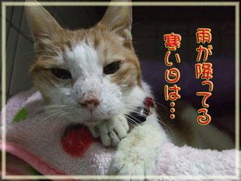 何か言いたげね。